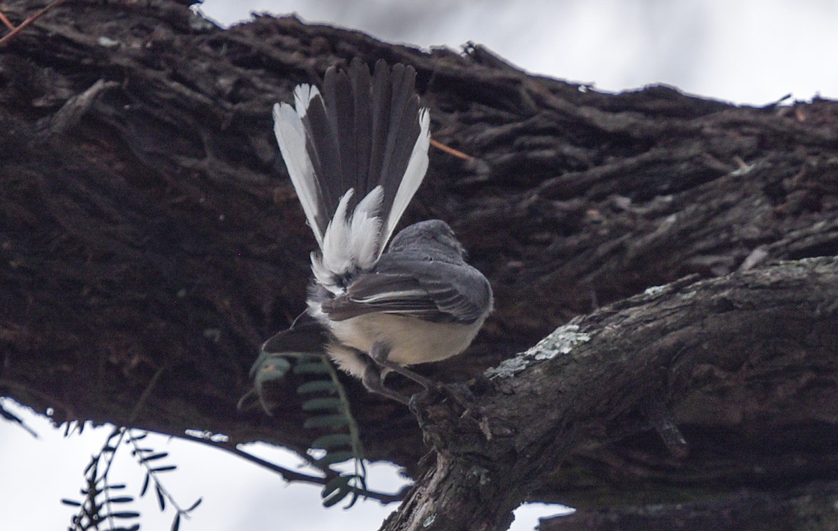 Gray Tit-Flycatcher - ML646239411
