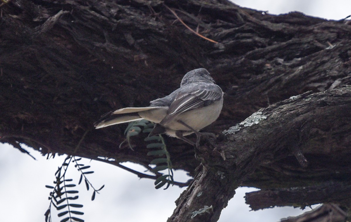Gray Tit-Flycatcher - ML646239412