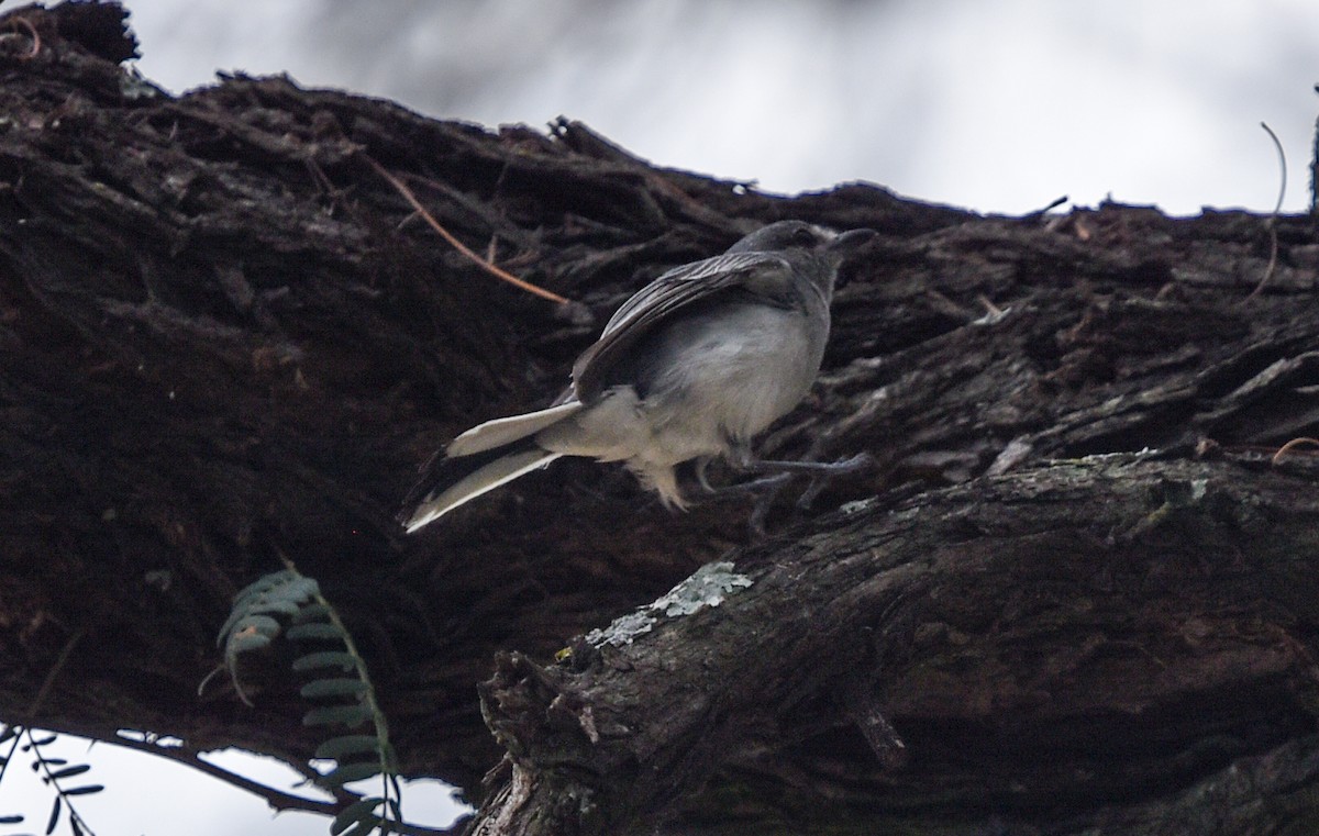 Gray Tit-Flycatcher - ML646239413