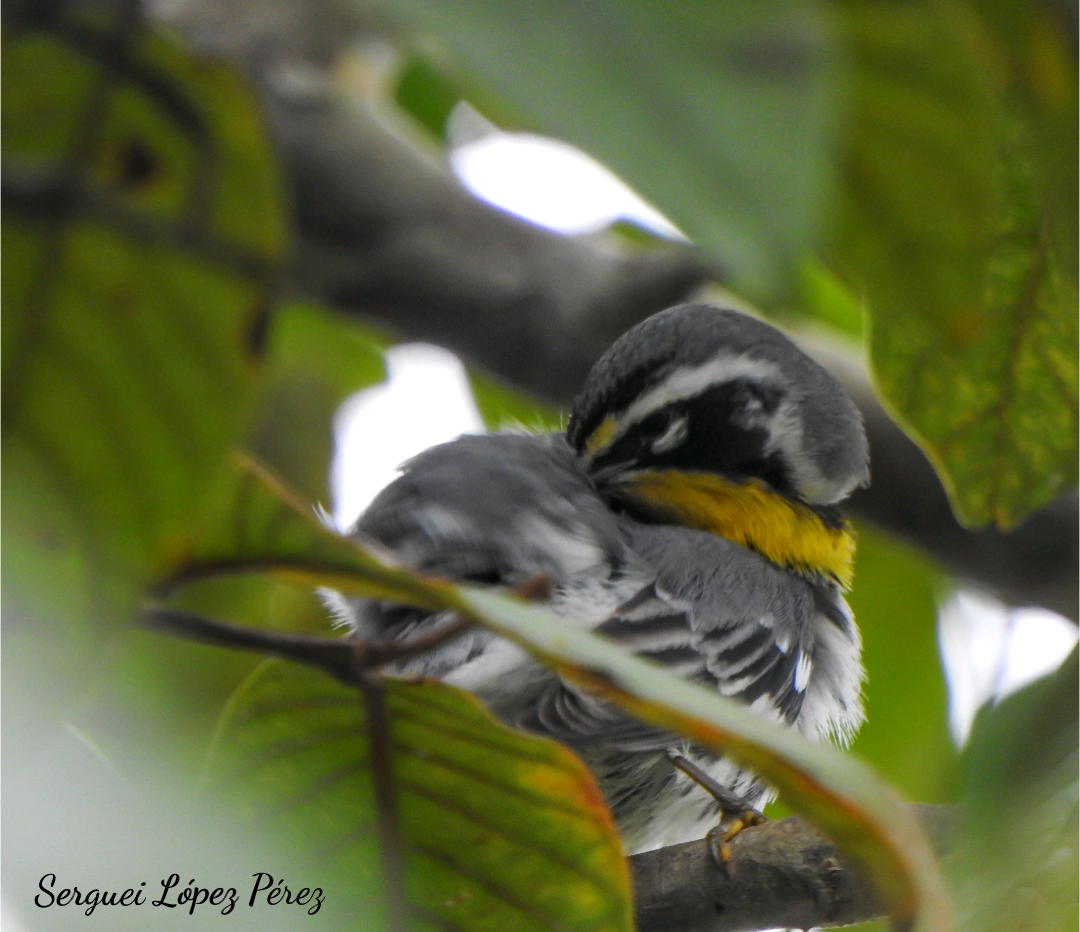 Paruline à gorge jaune - ML646239415