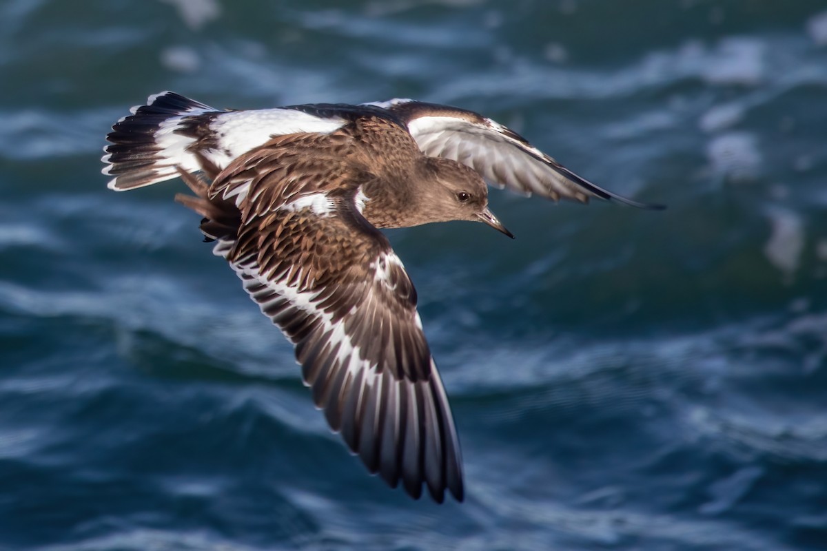 Black Turnstone - ML646239420