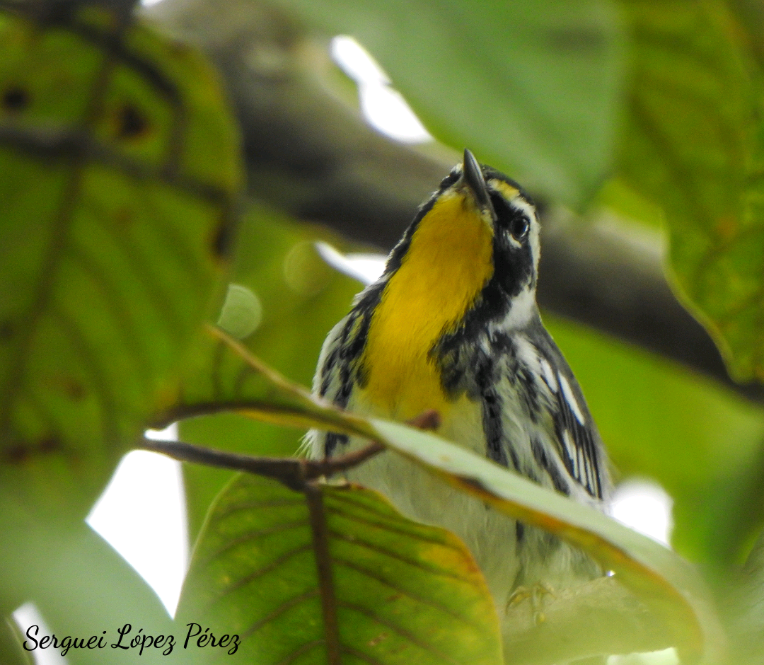 Paruline à gorge jaune - ML646239421