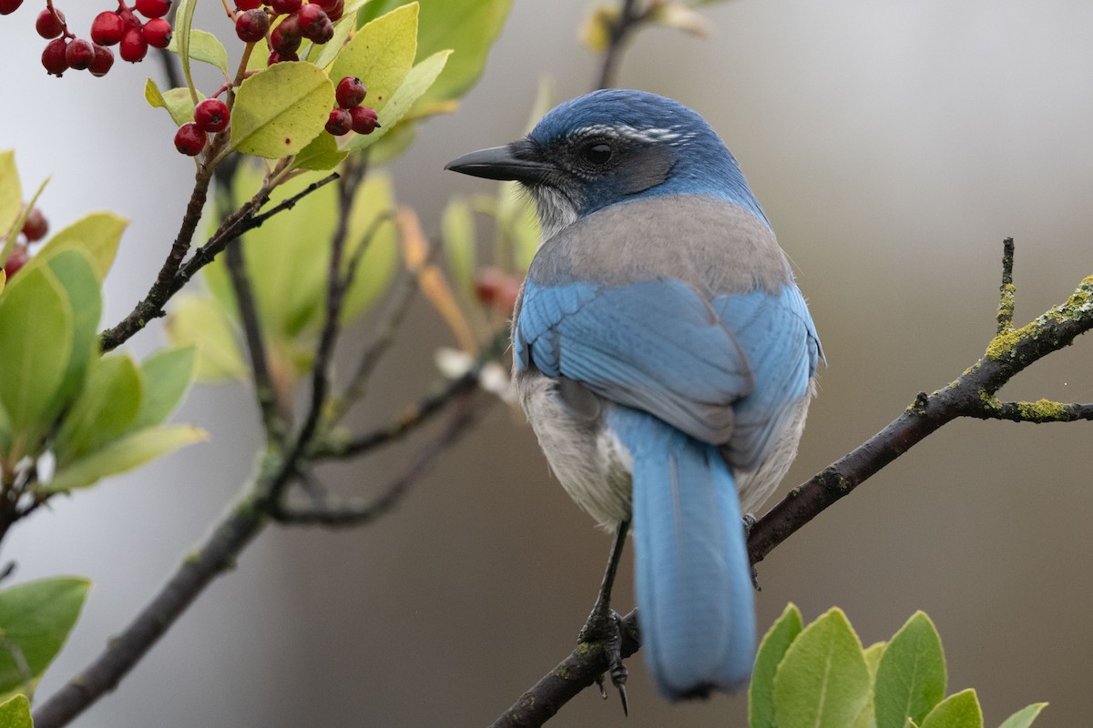 California Scrub-Jay - ML646239422