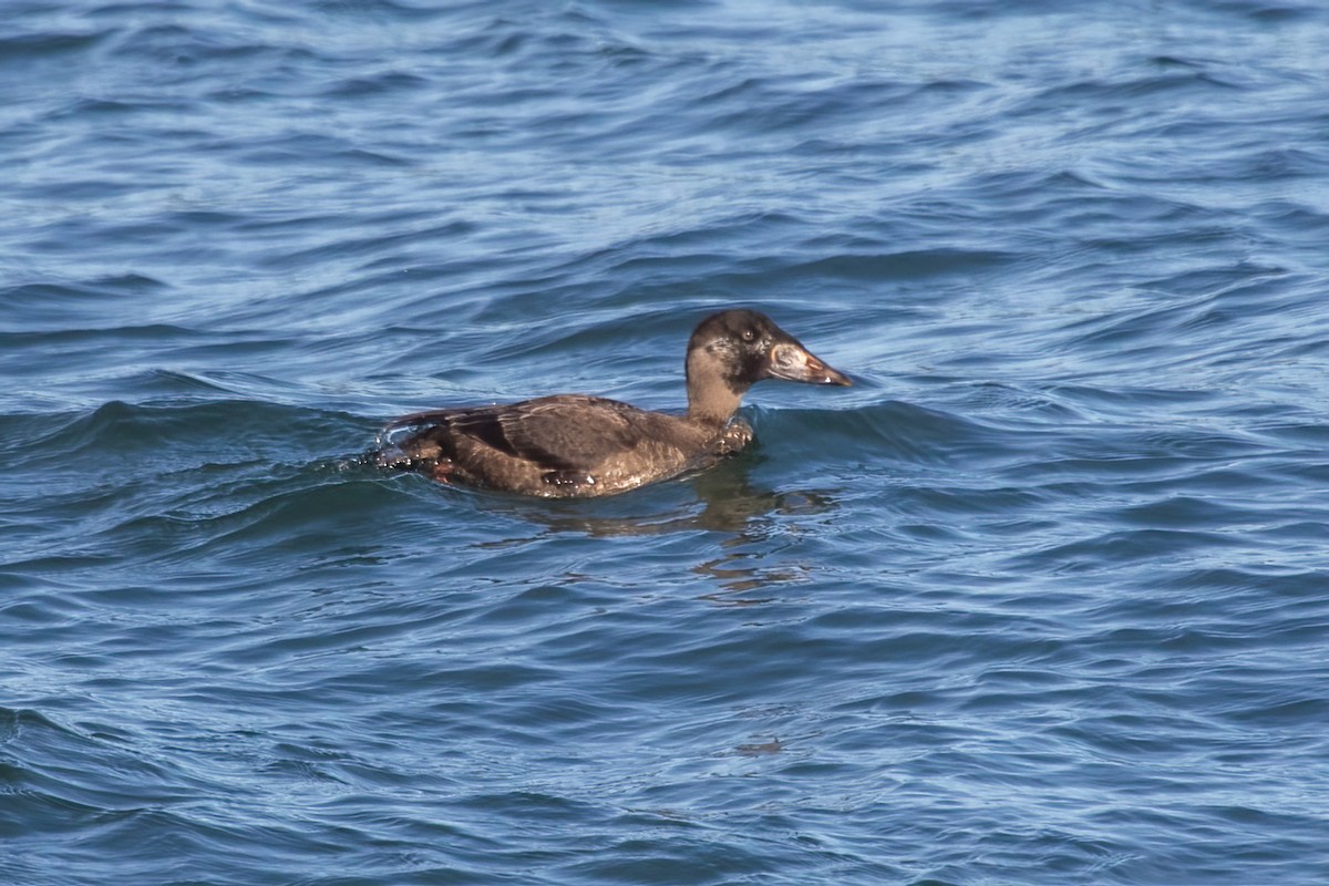 Surf Scoter - ML646239423