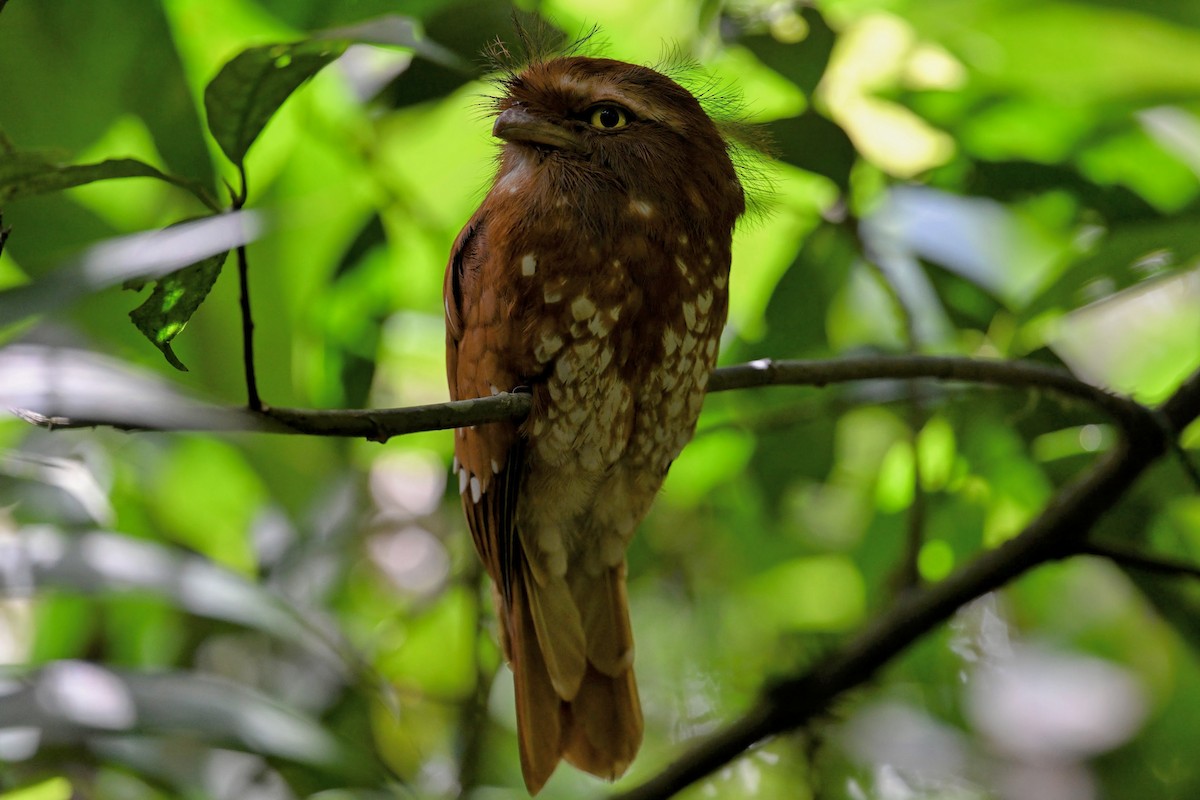 Sumatran Frogmouth - ML646239425