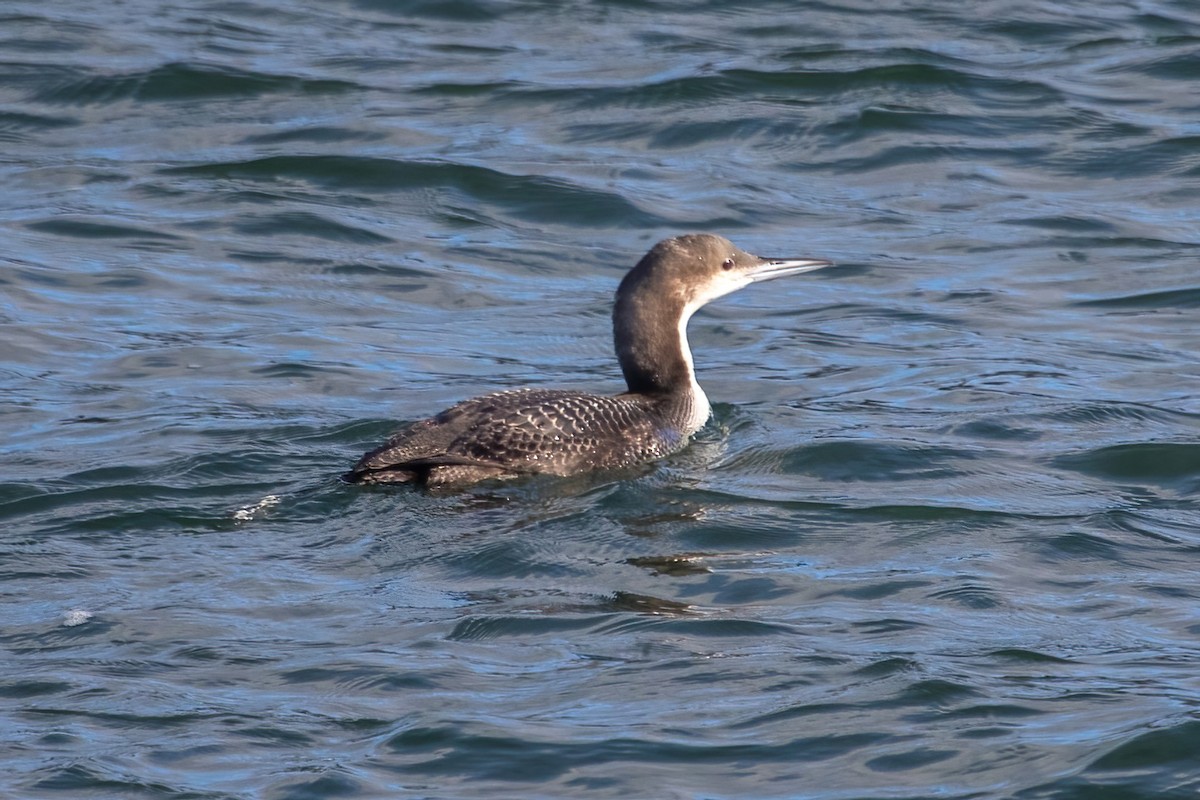 Pacific Loon - ML646239427