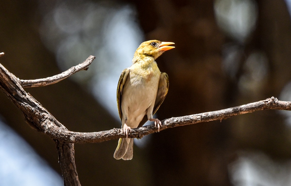 Red-headed Weaver (Southern) - ML646239429