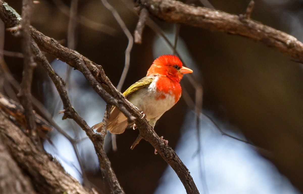 Red-headed Weaver (Southern) - ML646239430