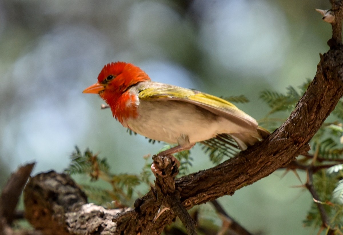 Red-headed Weaver (Southern) - ML646239431