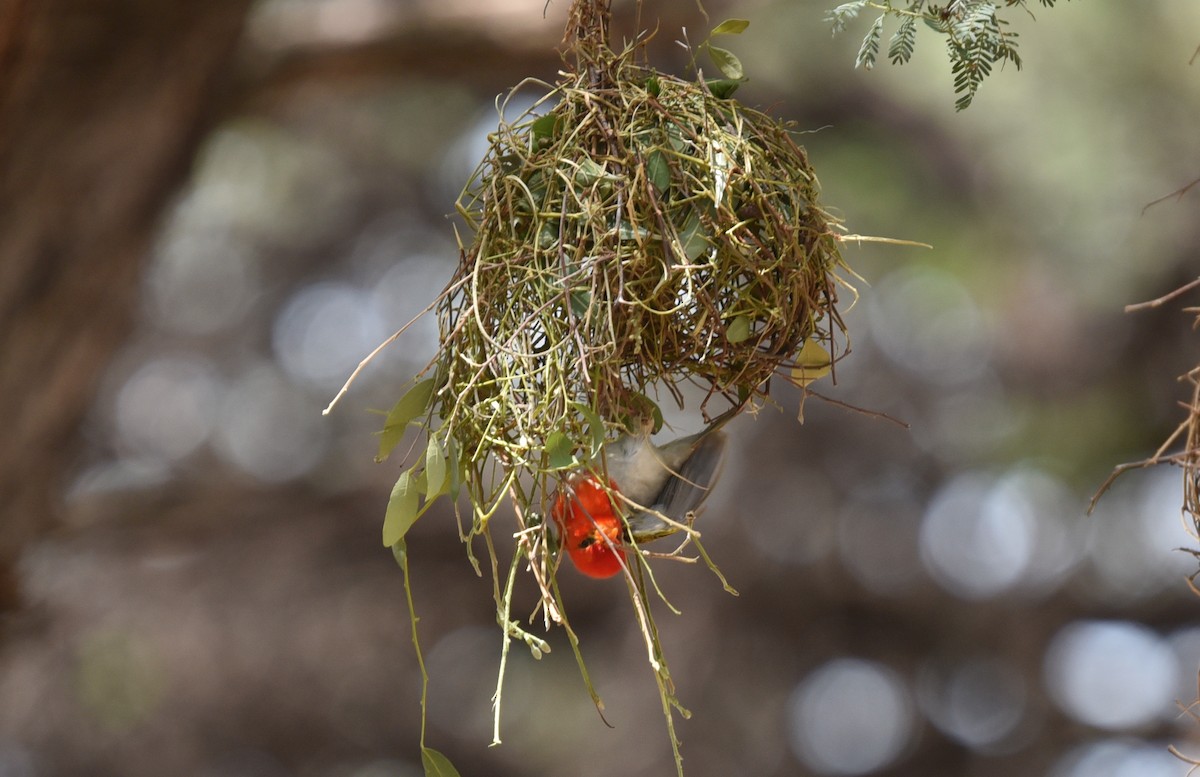 Red-headed Weaver (Southern) - ML646239432