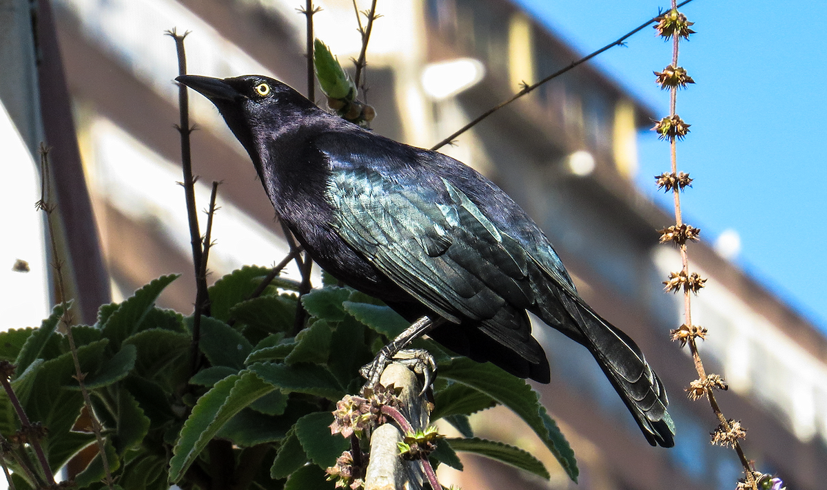 Carib Grackle - ML646239434