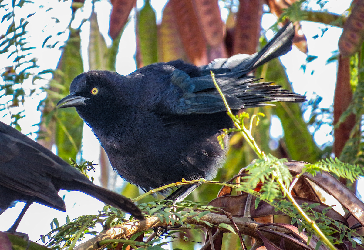 Carib Grackle - ML646239435