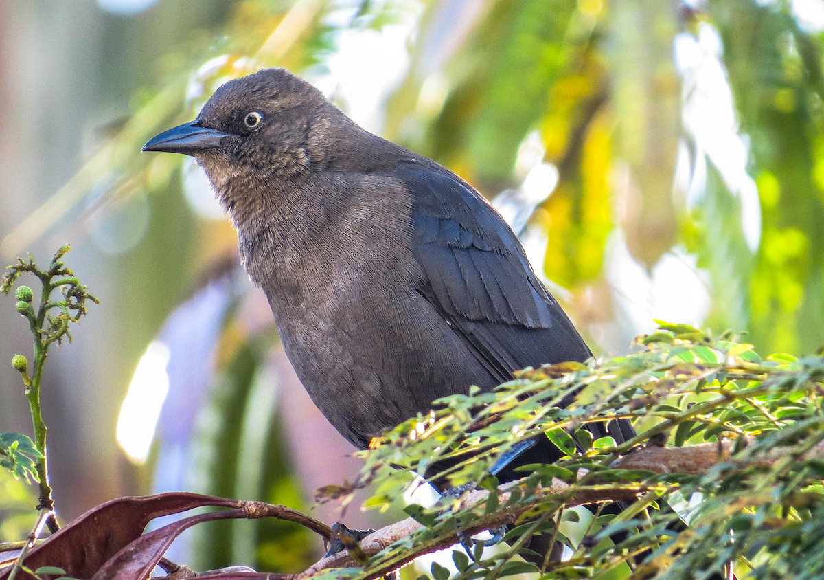 Carib Grackle - ML646239436