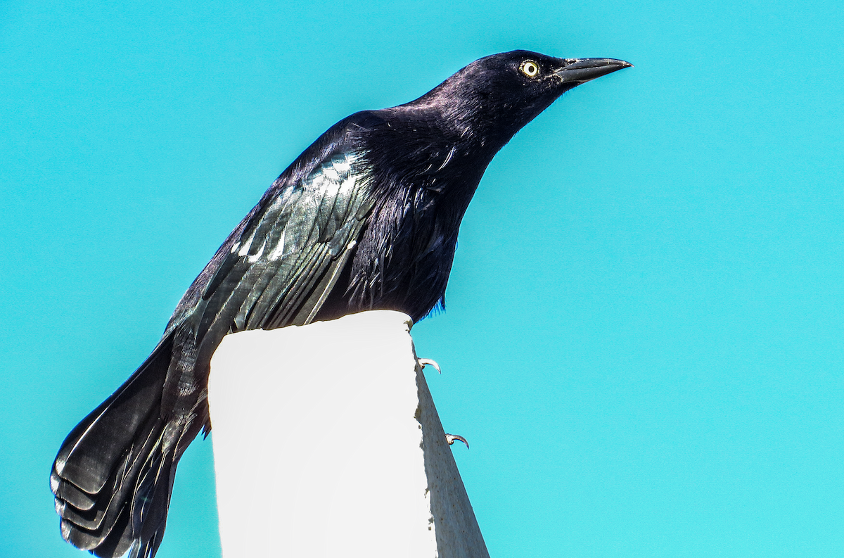 Carib Grackle - ML646239437