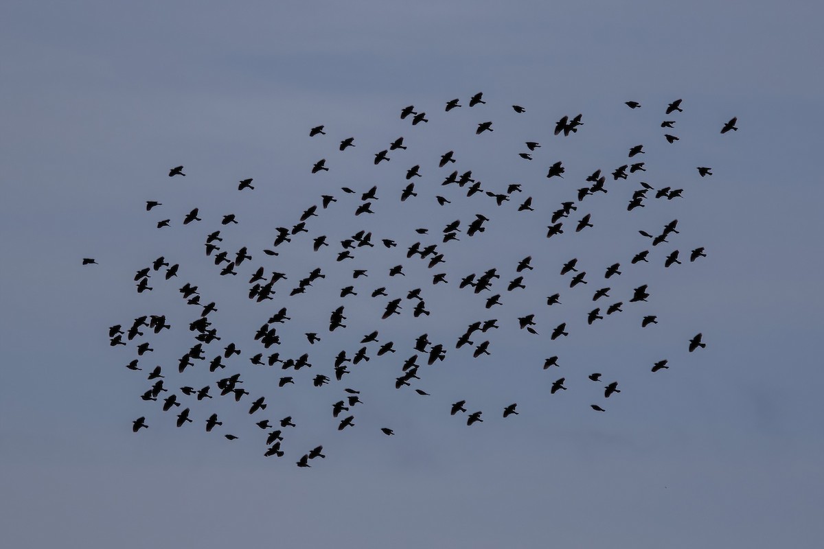 Red-winged Blackbird - ML646239438