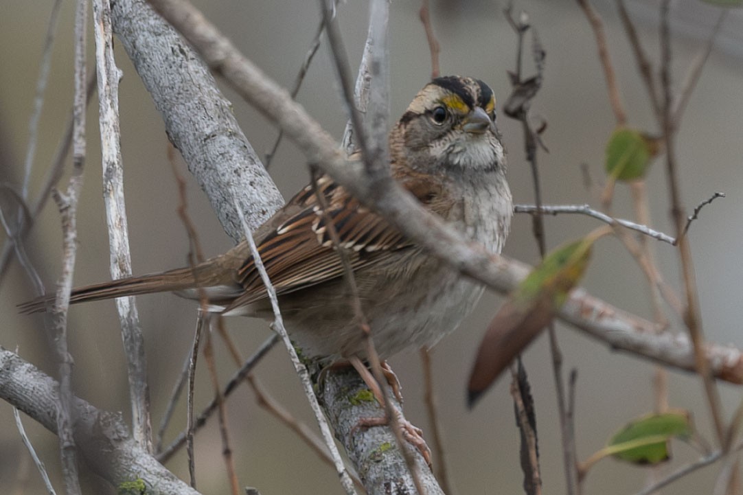 White-throated Sparrow - ML646239439