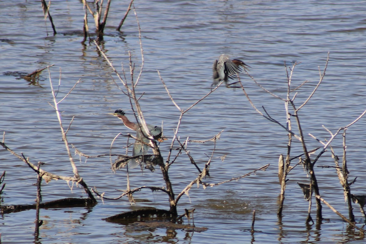 Green Heron - ML646239440