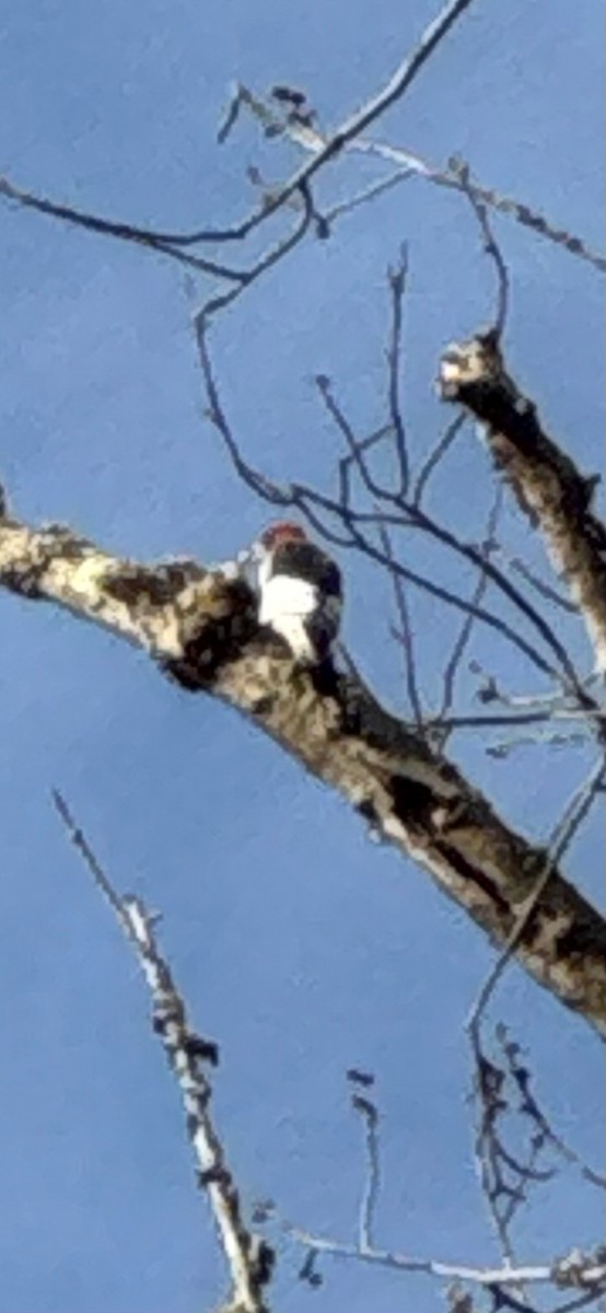 Red-headed Woodpecker - ML646239441