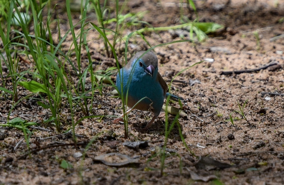 Southern Cordonbleu - ML646239444