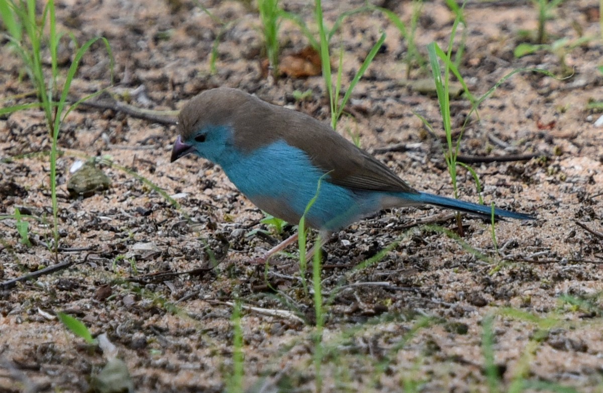 Southern Cordonbleu - ML646239445