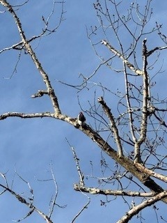 Red-headed Woodpecker - ML646239448