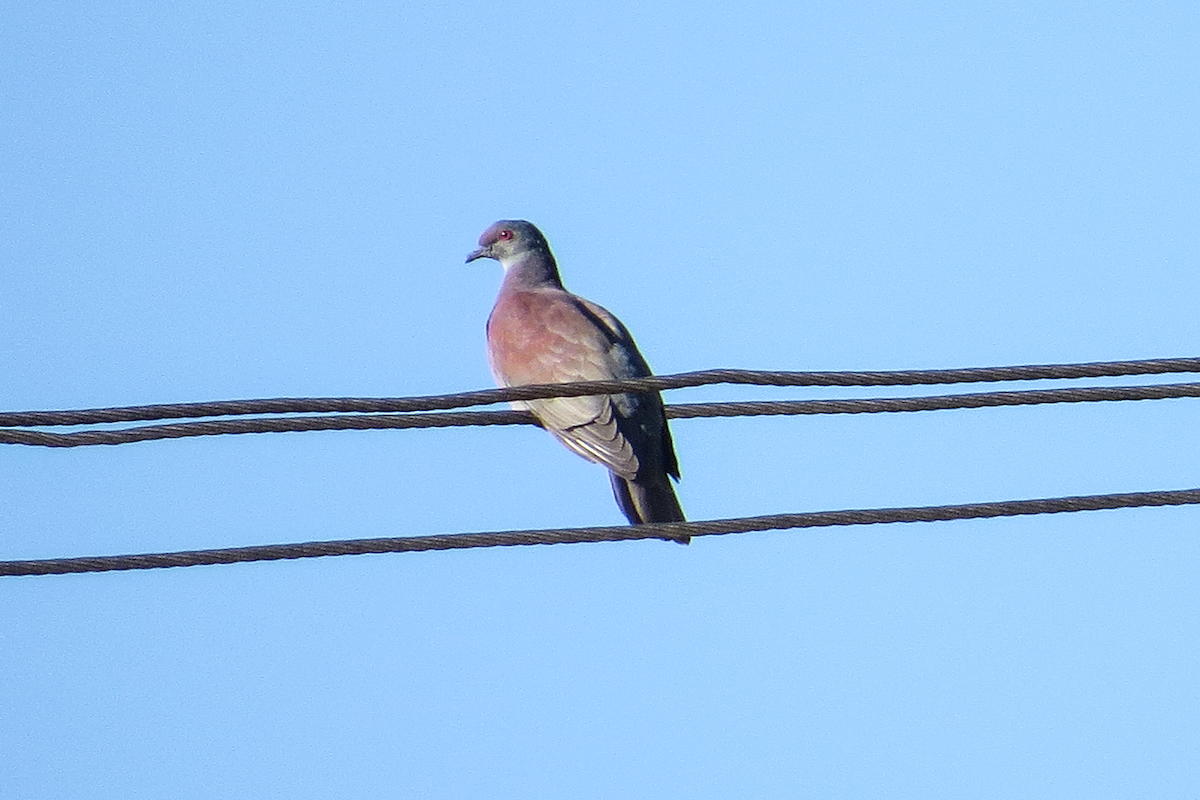 Paloma Colorada - ML646239454