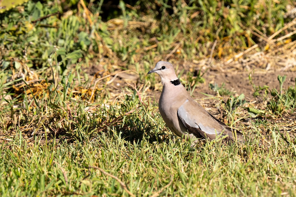 hrdlička límečková - ML646239462