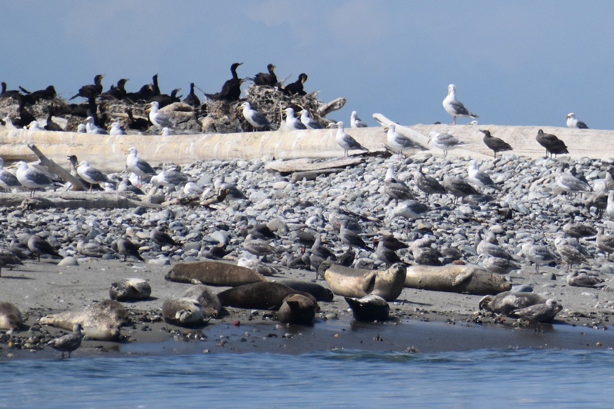 common seals - ML646239463