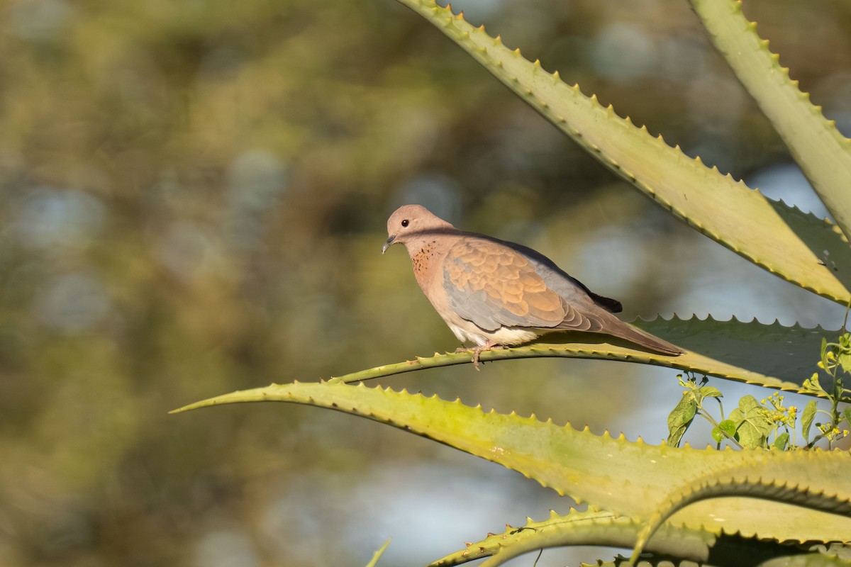 hrdlička senegalská - ML646239464