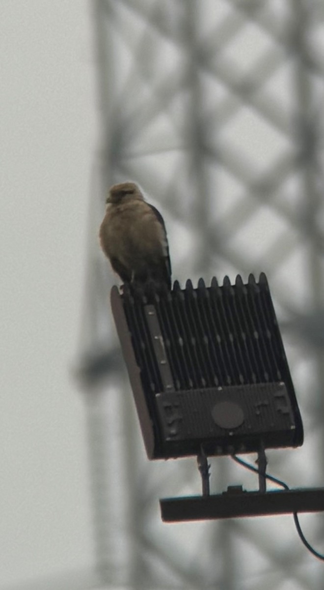 Yellow-headed Caracara - ML646239467