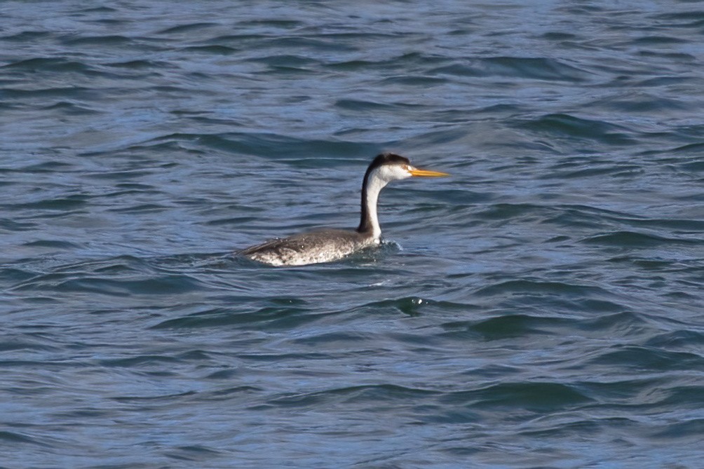 Clark's Grebe - ML646239471