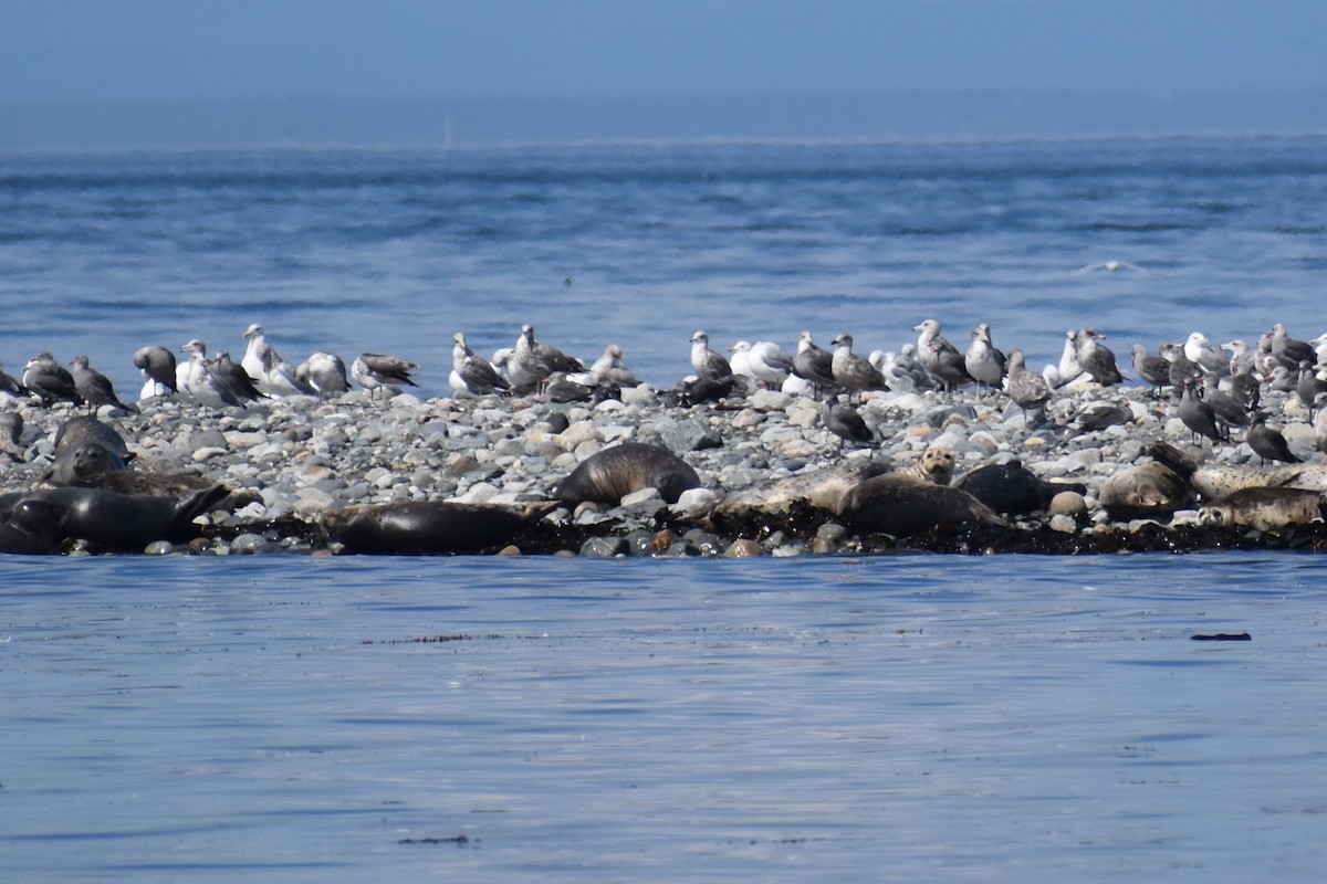 common seals - ML646239472