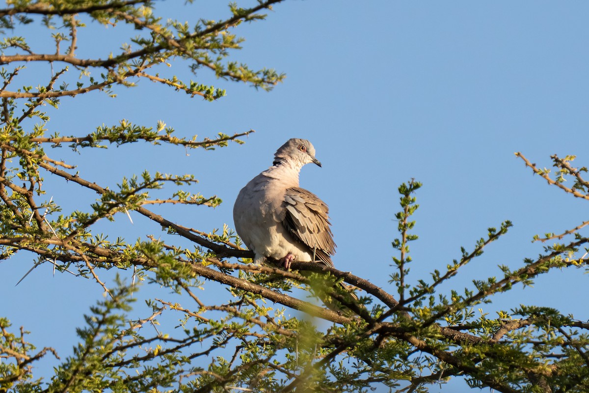 hrdlička africká - ML646239473