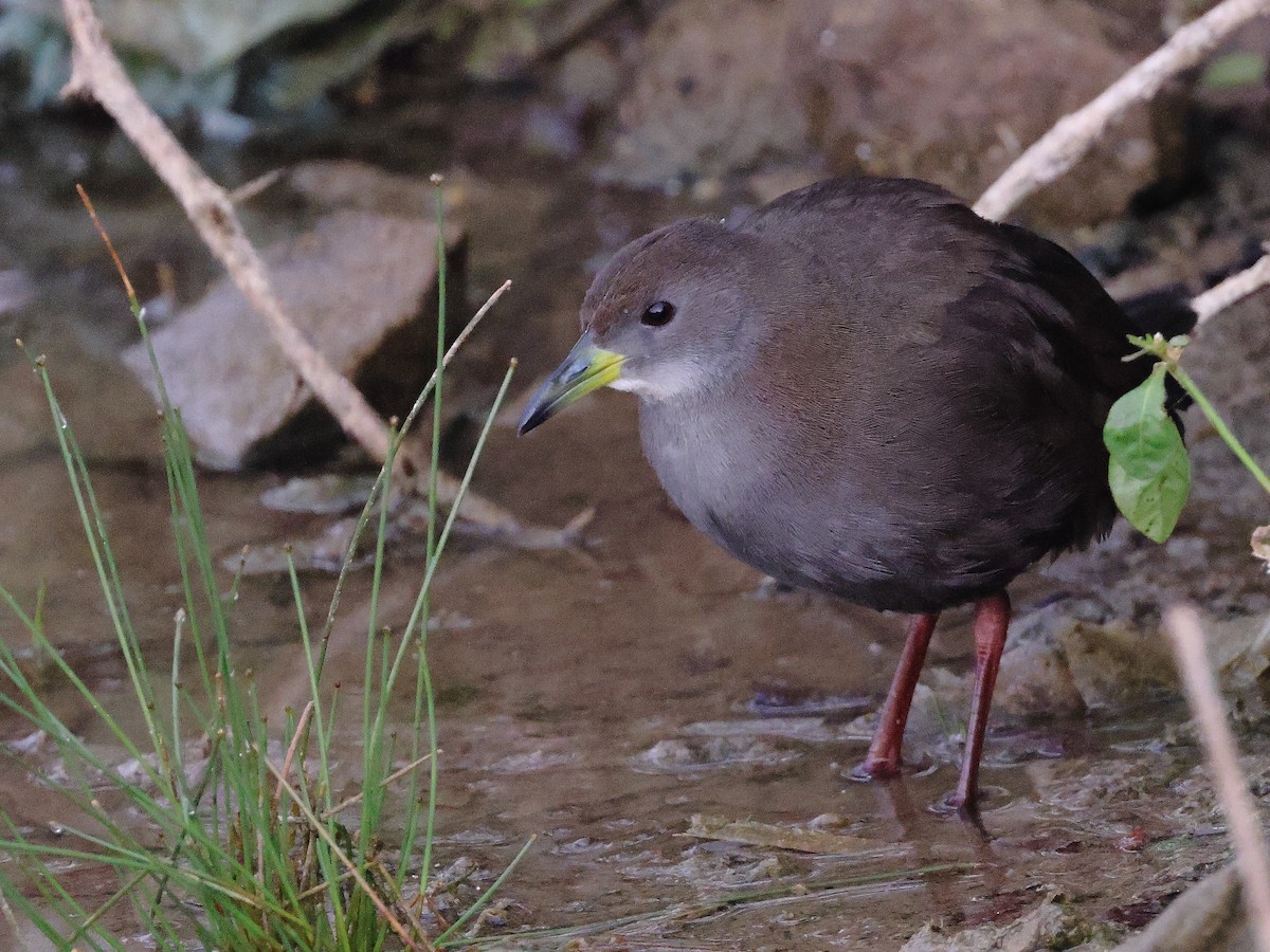 Brown Crake - ML646239476