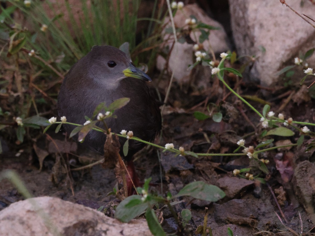 Brown Crake - ML646239477