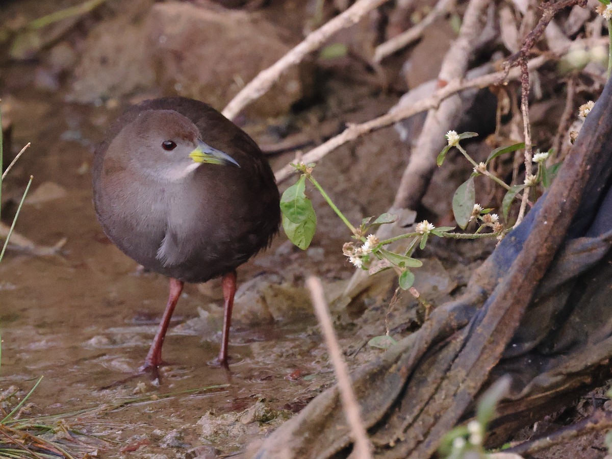 Brown Crake - ML646239478