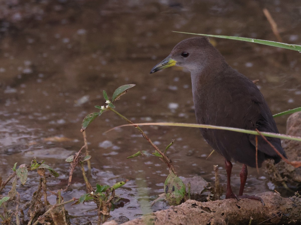 Brown Crake - ML646239479