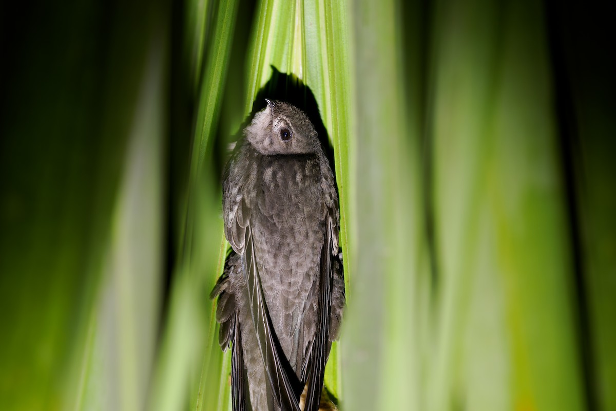 Asian Palm Swift - ML646239481