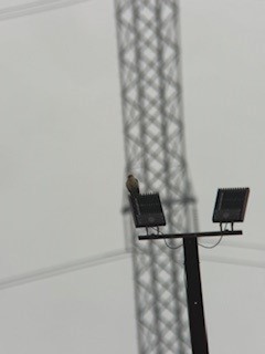 Yellow-headed Caracara - ML646239482