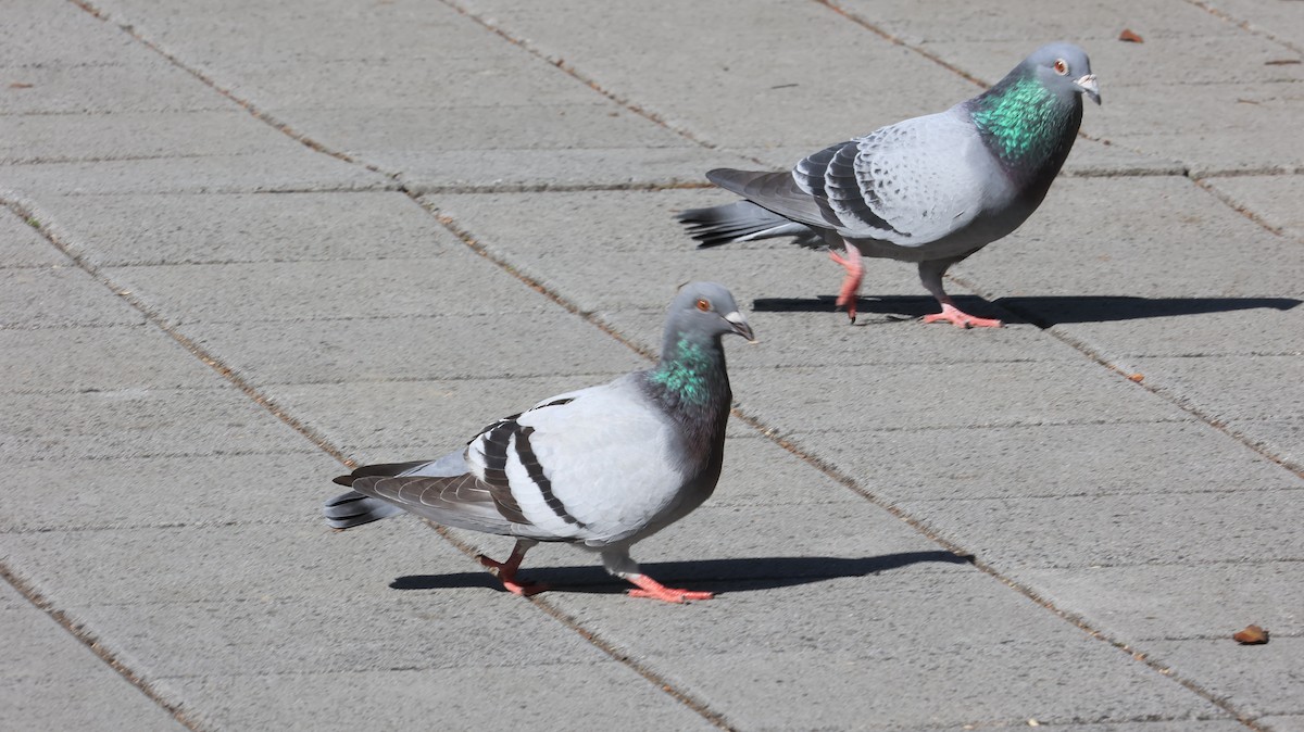 Rock Pigeon (Feral Pigeon) - ML646239483