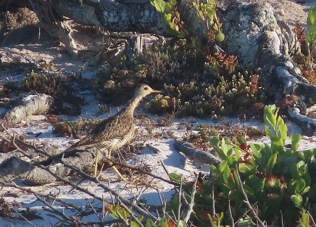 præriesnipe - ML646239487