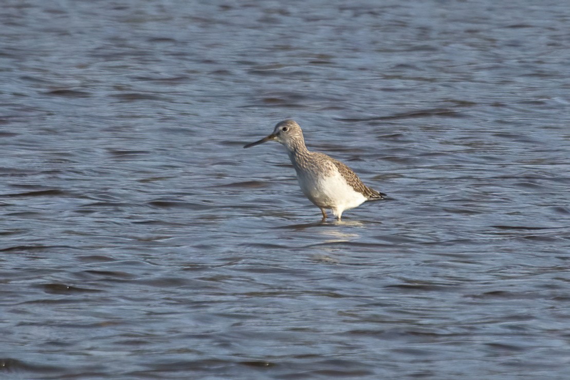 Greater Yellowlegs - ML646239488