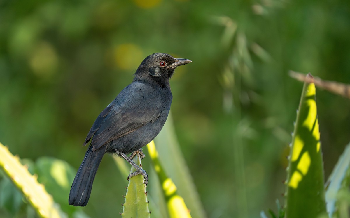 Slate-colored Boubou - ML646239490