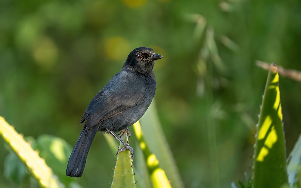 Slate-colored Boubou - ML646239491