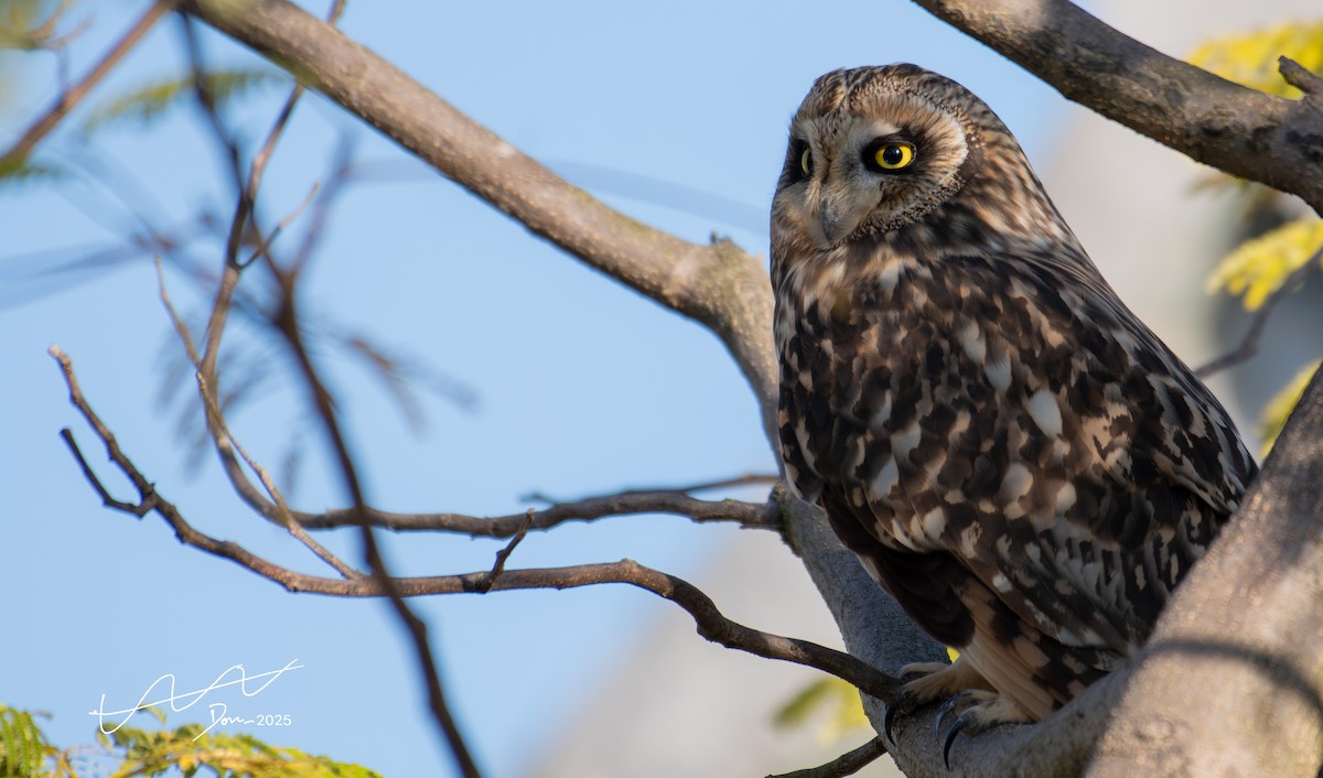 Short-eared Owl - ML646239492