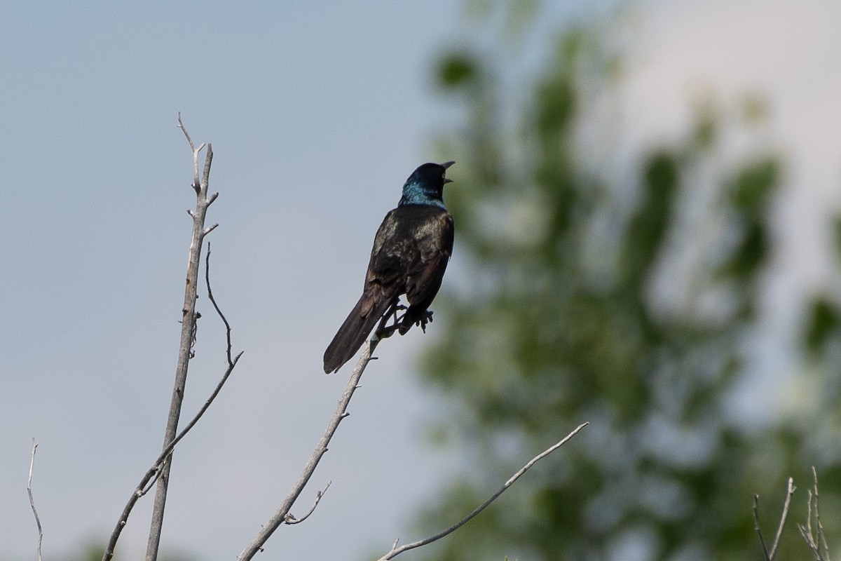 Common Grackle - ML646239497