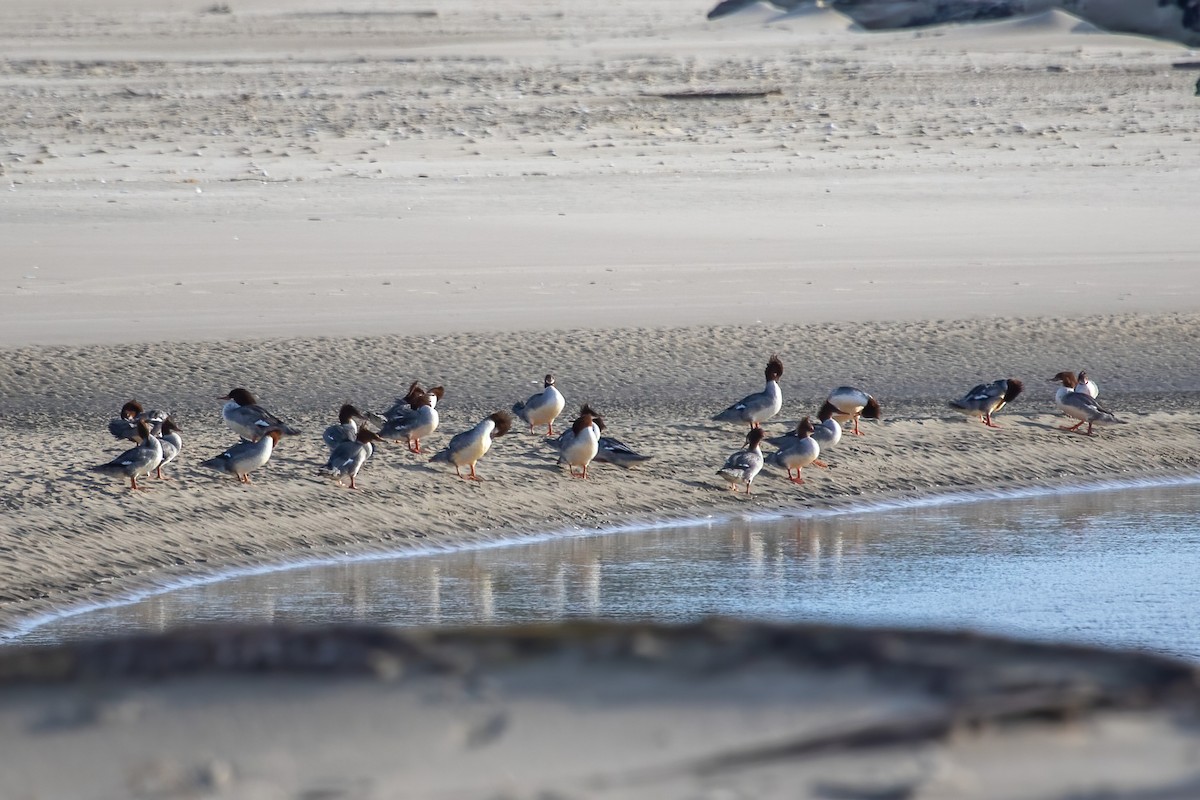 Common Merganser - ML646239498