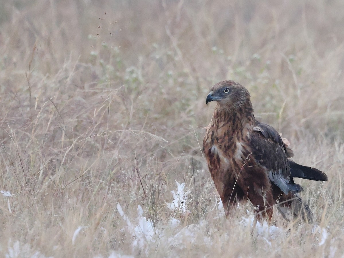 Western Marsh Harrier - ML646239500