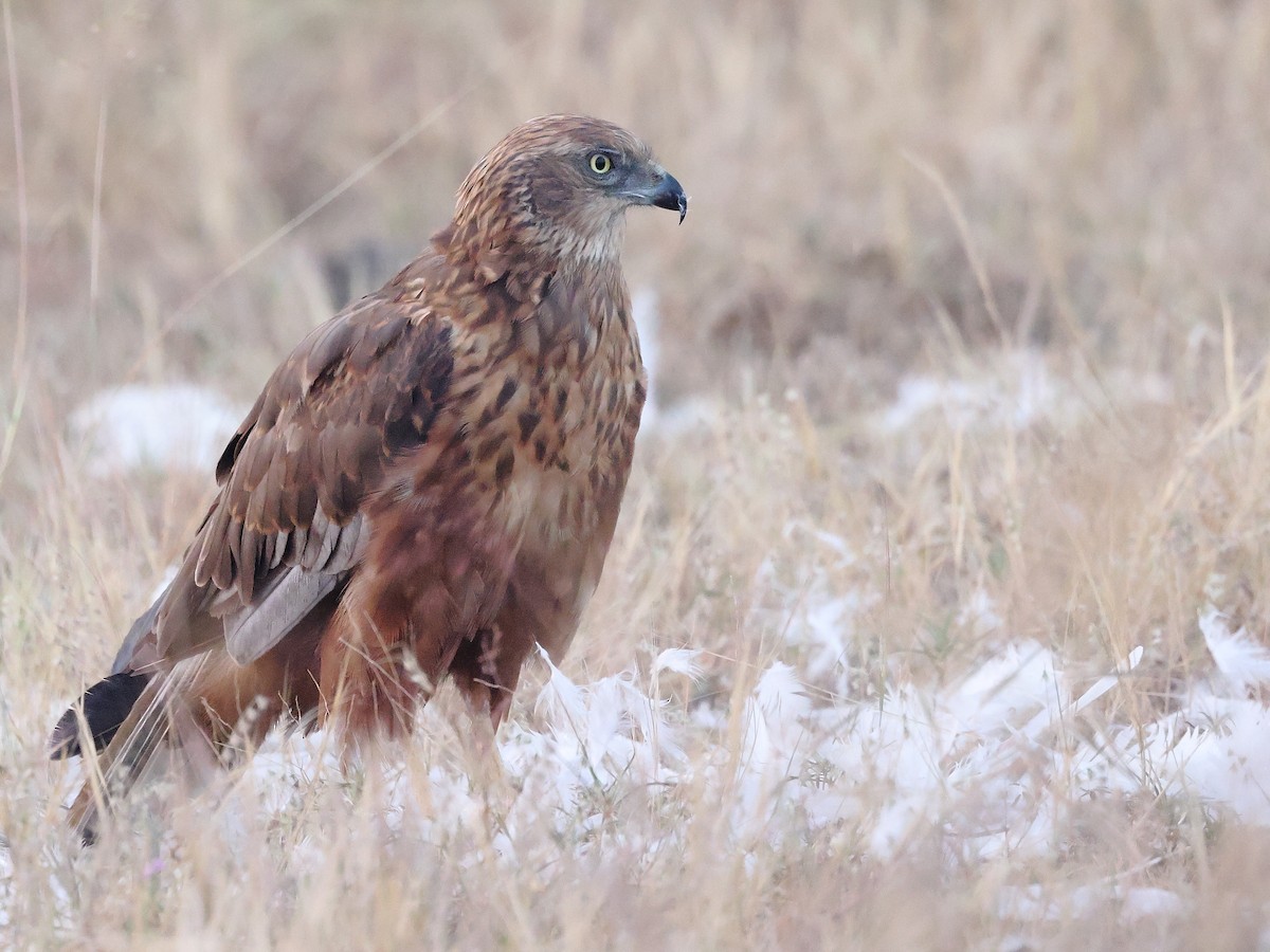 Western Marsh Harrier - ML646239503