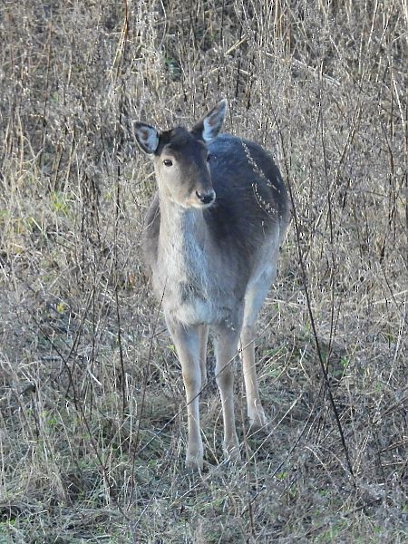 European Fallow Deer - ML646239515